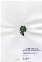 藏品(寬珊藻)的圖片